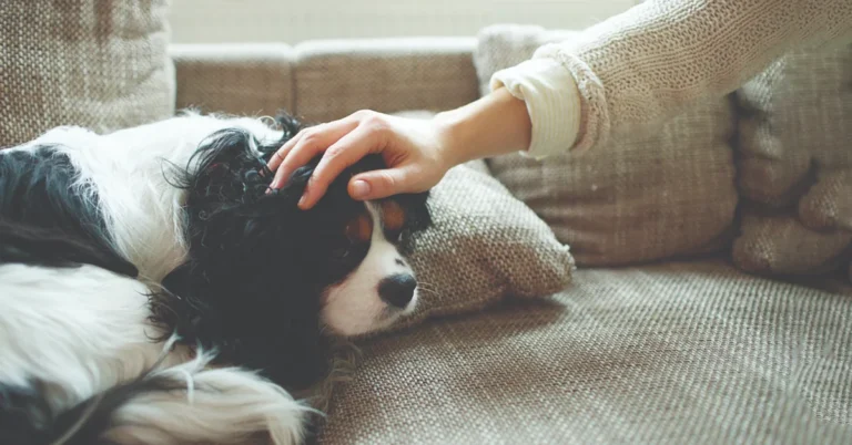 Discover the Convenience of Chóim24h: A Game-Changer in Dog Care Services